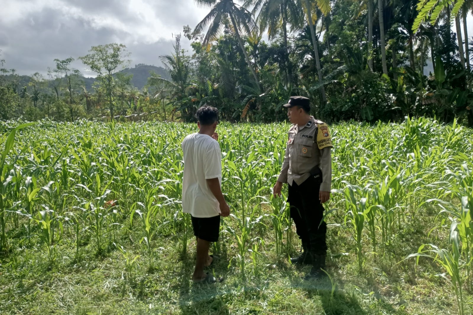 Polri di Tengah Petani Jagung: DDS Bangun Ketahanan Pangan Sekotong