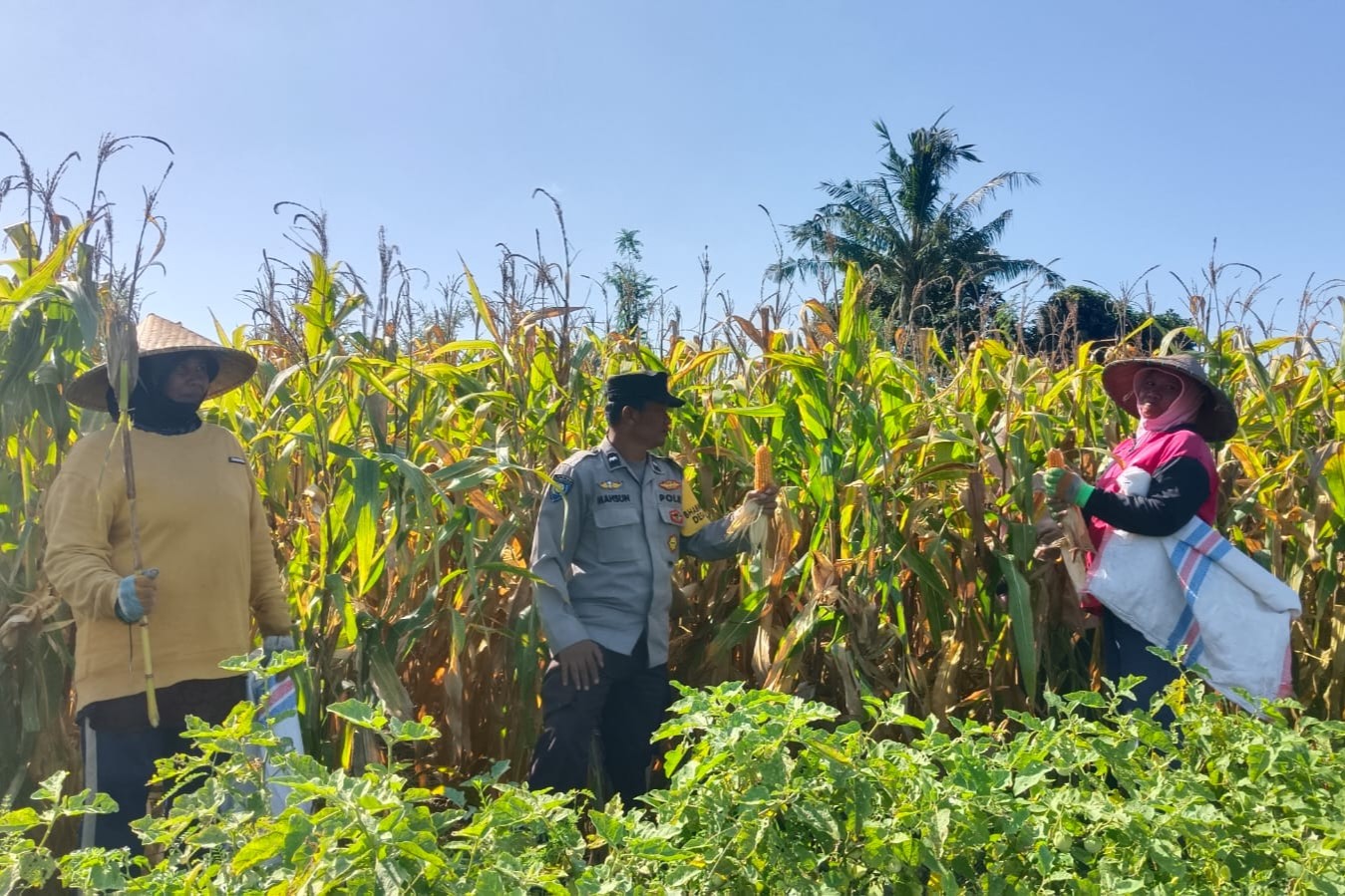 Sinergi Polisi dan Petani di Dusun Bila Tepung Hasilkan Panen Jagung Melimpah