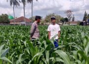 Sinergi Bhabinkamtibmas dan Kelompok Tani BERIUK TINJAL di Due Pelet untuk Ketahanan Pangan