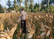 Kehadiran Polsek Gerung di Panen Jagung Desa Giri Tembesi: Simbol Kebersamaan
