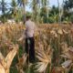 Panen Jagung di Dusun Lilin, Polsek Gerung Perkuat Sinergi dengan Petani