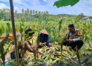 Polisi Hadir di Ladang Jagung Eyat Mayang, Ajak Warga Jaga Pangan dan Kamtibmas