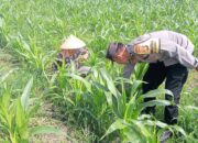 Sosialisasi Ketahanan Pangan di Lombok Barat, Polisi dan Petani Perkuat Sinergi