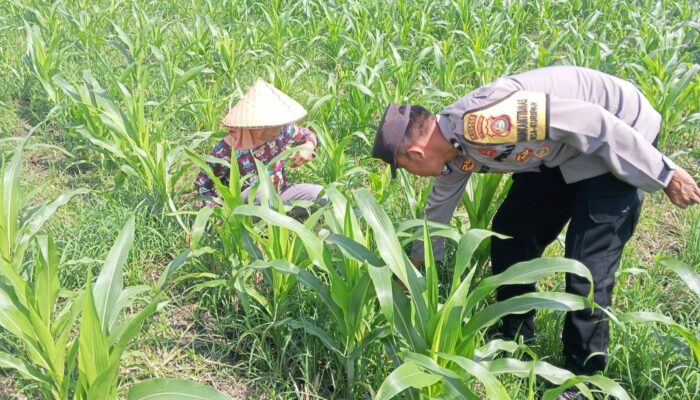 Sosialisasi Ketahanan Pangan di Lombok Barat, Polisi dan Petani Perkuat Sinergi
