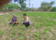 Dukung Ketahanan Pangan, Bripka Okto Malik Edukasi Warga Kuranji Lombok Barat