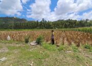 Polsek Sekotong Dukung Ketahanan Pangan Lewat Monitoring Panen Jagung
