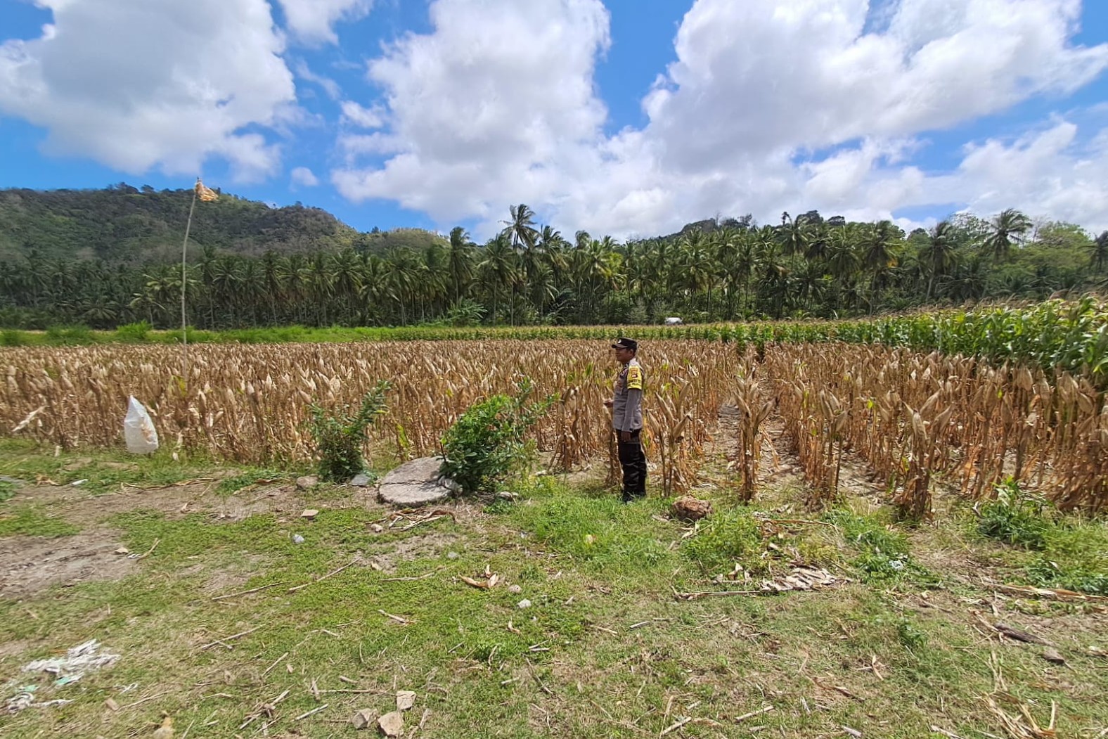 Polsek Sekotong Dukung Ketahanan Pangan Lewat Monitoring Panen Jagung