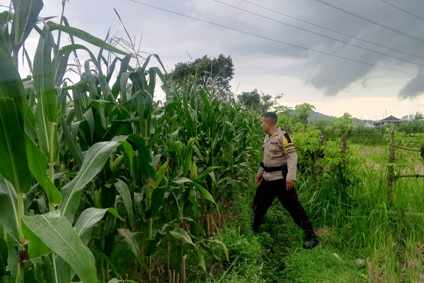 Bhabinkamtibmas Terong Tawah Dorong Pemanfaatan Pekarangan untuk Ketahanan Pangan