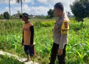 Bhabinkamtibmas Sambangi Petani di Gelogor, Dorong Produktivitas Jagung Lombok Barat