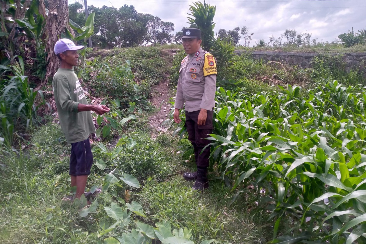 Jagung Jadi Alternatif Pangan di Desa Jagaraga, Bhabinkamtibmas Jadi Penggerak