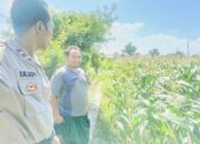 Bhabinkamtibmas Desa Labuapi Ajak Petani Tanam Jagung Demi Pangan Nasional
