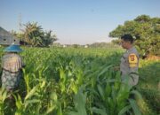 Polsek Labuapi Gandeng Petani Desa Kuranji Wujudkan Kemandirian Pangan