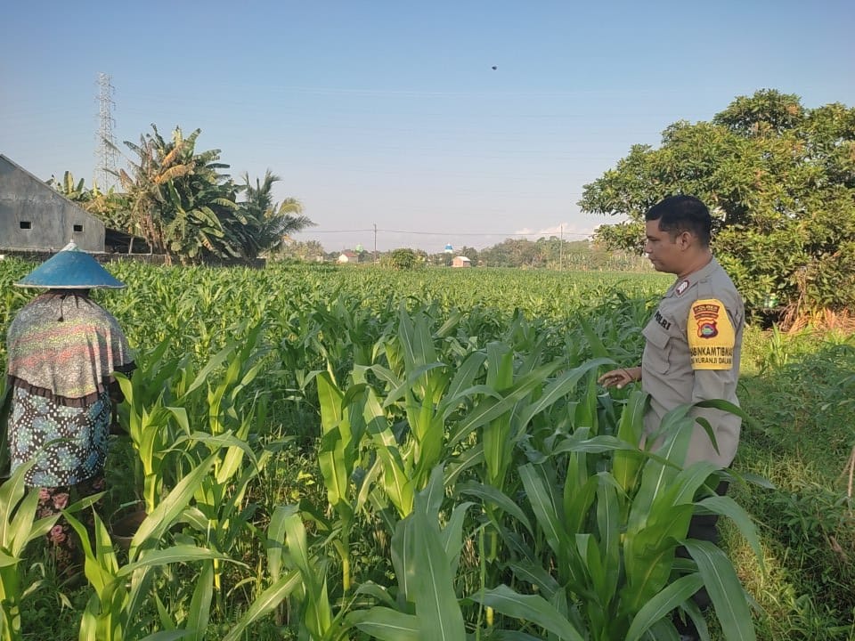 Sinergi Polisi dan Petani Desa Kuranji Dalang Dukung Program Ketahanan Pangan Nasional