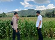 Sinergi Bhabinkamtibmas dan Kelompok Tani Kuripan Selatan Dukung Program Pangan Nasional