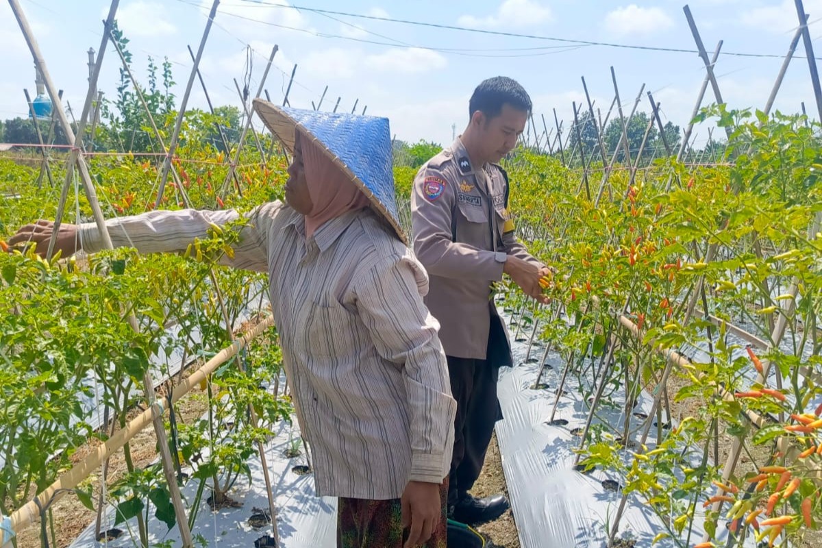 Dari Pekarangan Jadi Pangan: Inisiatif Bhabinkamtibmas Perampuan di Karang Bayan