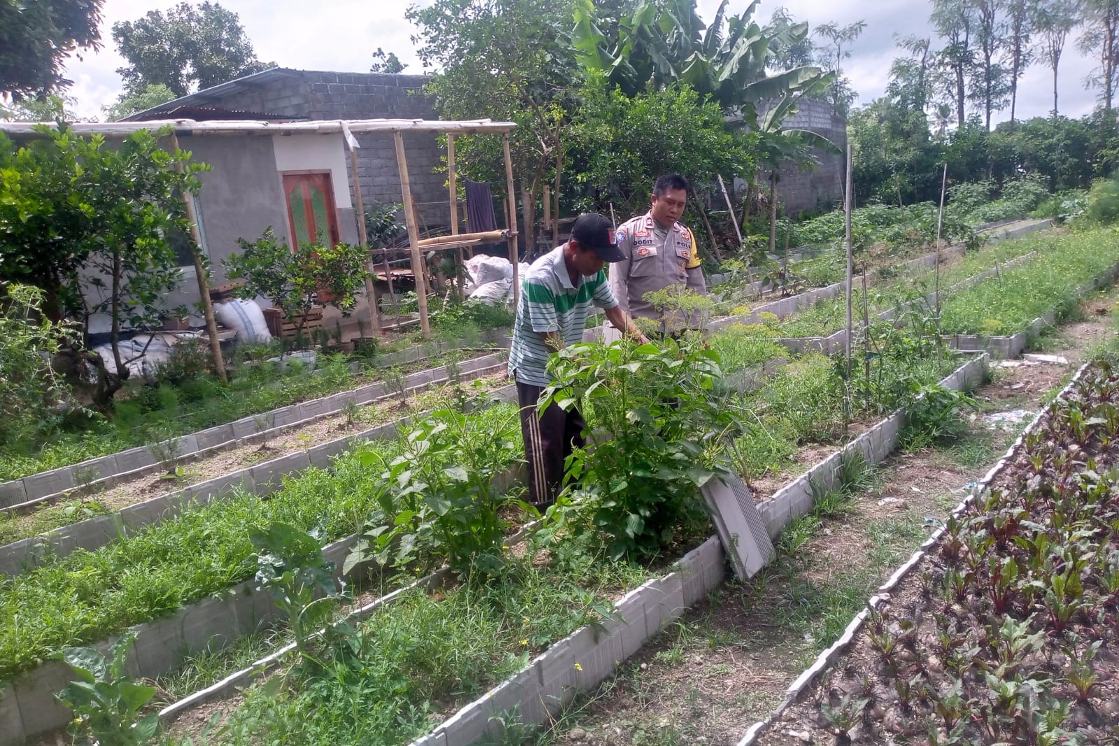 Dukungan Polri Bagi Petani Dusun Tegal: Langkah Nyata Kemandirian Pangan Jagaraga