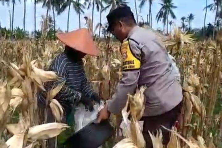Sambang Desa di Lombok Barat: Bhabinkamtibmas Dorong Warga Jual Hasil Panen ke Bulog