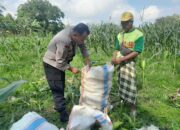 Bhabinkamtibmas Bagik Polak Barat Panen Raya Bersama Petani Lombok Barat