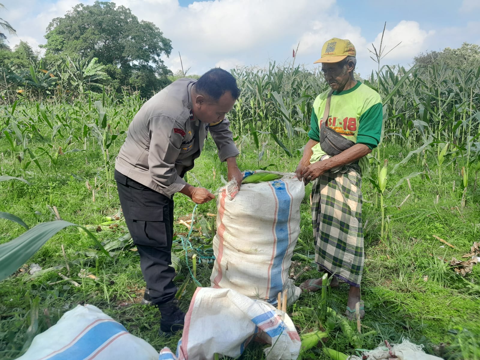Panen Jagung Dusun Jerneng: Polsek Labuapi Dorong Swasembada Pangan Lokal