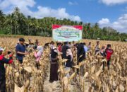 Sinergi Polri dan Petani, Panen Raya Jagung Kuartal III Sukses di Sekotong