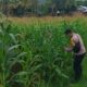 Bhabinkamtibmas Kuripan Selatan Dorong Optimalisasi Pertanian Jagung ke Bulog