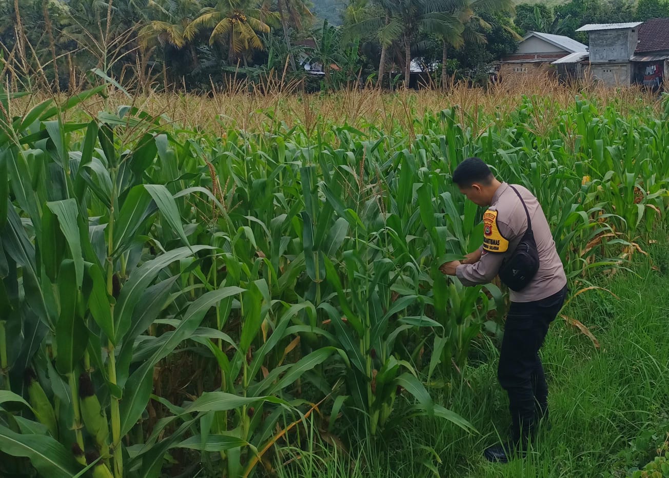 Bhabinkamtibmas Kuripan Selatan Dorong Optimalisasi Pertanian Jagung ke Bulog