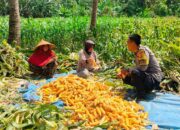 Sambang Bhabinkamtibmas di Lembar: Petani Jagung Dapat Dukungan Ketahanan Pangan