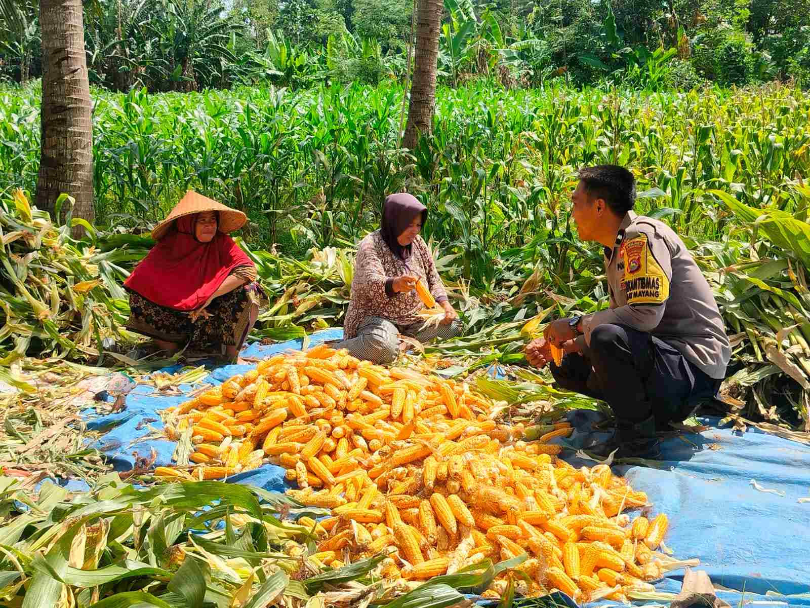 Sinergi Polri dan Petani Eyat Mayang untuk Perkuat Ketahanan Pangan Nasional