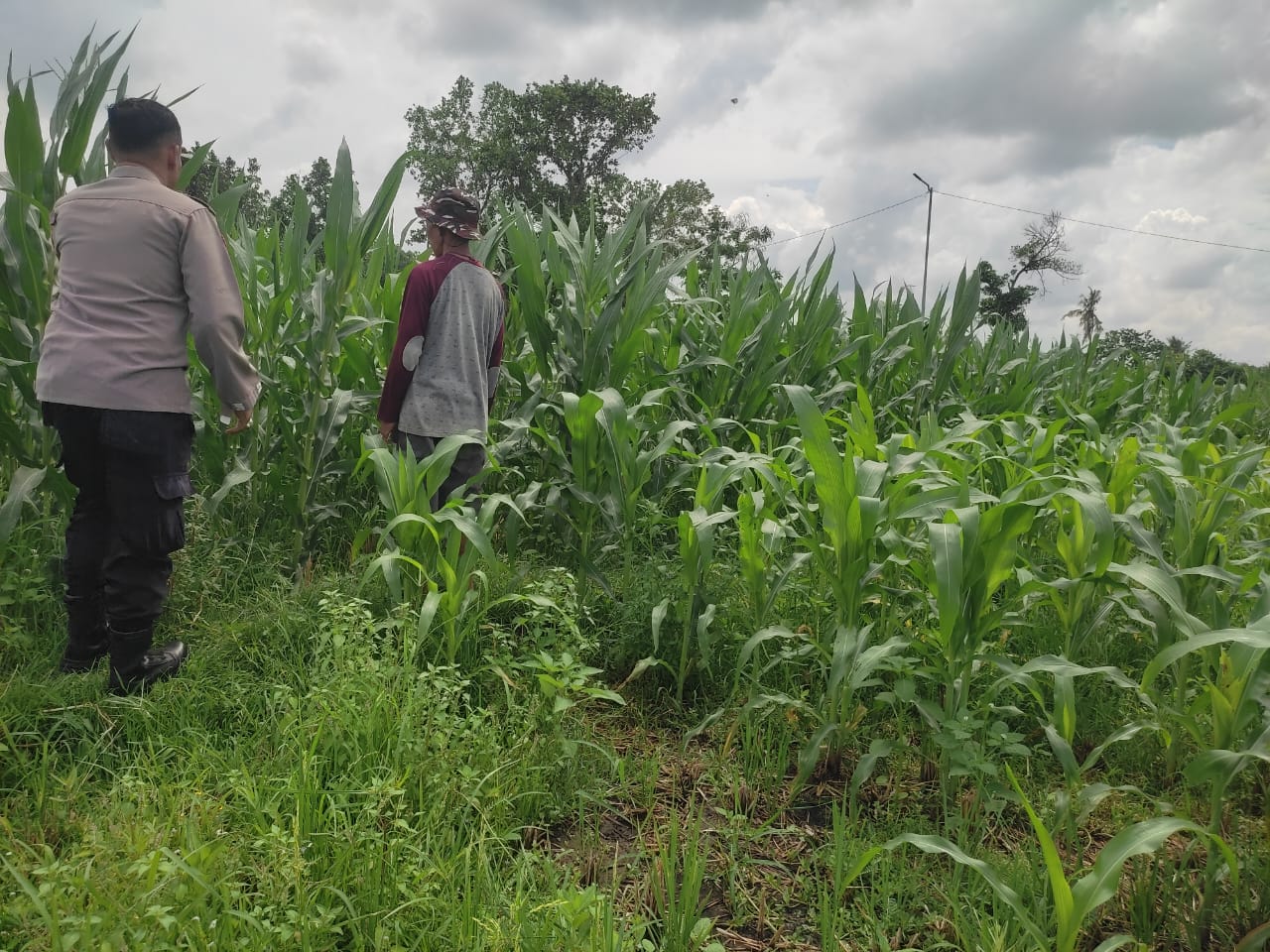 Polri Aktif Kawal Pertanian Jagung di Desa Kuranji Dalang, Labuapi Lombok Barat