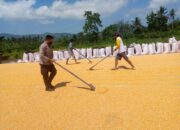 Polri Pastikan Jagung Petani Kuripan Penuhi Standar Bulog 14 Persen Kadar Air