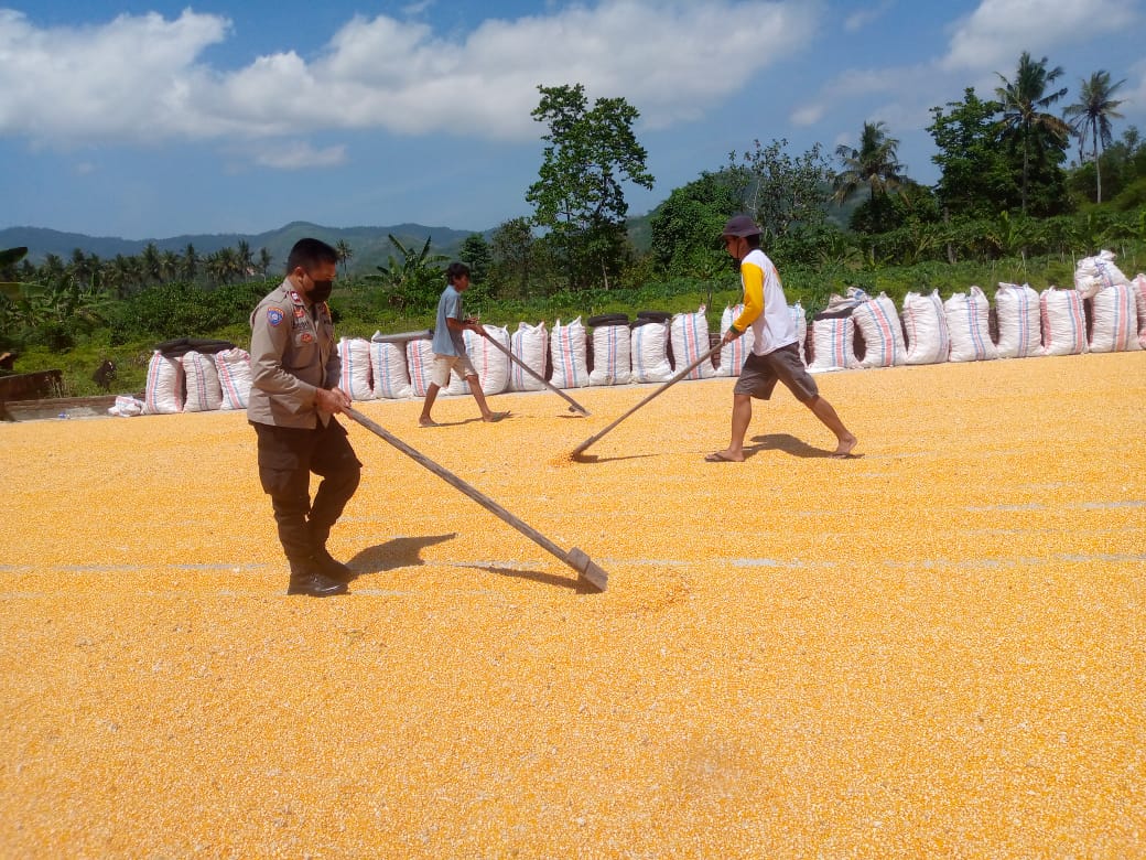 Sinergi Polsek Kuripan dan Petani Gerung Jaga Stabilitas Pangan Daerah