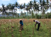 Polsek Gerung Kawal Proses Panen Jagung Petani di Giri Tembesi