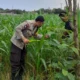 Lombok Barat, NTB – Komitmen Kepolisian Negara Republik Indonesia (Polri) dalam mendukung program ketahanan pangan nasional terus diwujudkan hingga ke tingkat desa. Di wilayah hukum Polres Lombok Barat, upaya nyata ini ditunjukkan melalui peran aktif Bhabinkamtibmas yang intensif mendampingi para petani. Salah satunya adalah kegiatan sambang yang dilakukan oleh Bhabinkamtibmas Desa Gelogor, Aipda Ahyar Haryanto, di Dusun Gelogor Selatan pada hari Rabu, 8 Oktober 2025. Sejak pukul 09.25 Wita, Aipda Ahyar Haryanto telah berada di tengah-tengah warga dan lahan pertanian, khususnya tanaman jagung, yang menjadi komoditas unggulan di daerah tersebut. Kegiatan ini tidak hanya sebatas kunjungan rutin, melainkan merupakan perwujudan sinergi antara aparat keamanan dengan masyarakat dalam menjamin ketersediaan pangan di tingkat lokal. Motivasi dan Pendampingan Langsung di Lahan Pertanian Dalam kunjungannya, Aipda Ahyar Haryanto berinteraksi langsung dengan para petani, melihat dari dekat kondisi tanaman jagung mereka, serta mendengarkan aspirasi dan kendala yang dihadapi. Kehadiran Bhabinkamtibmas di tengah areal persawahan ini memiliki nilai strategis ganda, yaitu menjaga keamanan dan ketertiban masyarakat (Kamtibmas) sekaligus memberikan motivasi dan dukungan moril dalam meningkatkan hasil panen. Petani di Dusun Gelogor Selatan menyambut baik kehadiran Aipda Ahyar Haryanto. Mereka merasa diperhatikan dan mendapatkan suntikan semangat untuk lebih giat dalam mengelola lahan. Tanaman jagung yang menjadi fokus sambang kali ini diharapkan dapat berkontribusi signifikan terhadap pasokan pangan, baik untuk kebutuhan lokal maupun nasional. Polri Dorong Peningkatan Semangat Bertani Warga Peran Bhabinkamtibmas dalam program ketahanan pangan merupakan bagian integral dari tugas tambahan Polri. Mereka berfungsi sebagai jembatan komunikasi yang efektif antara program-program pemerintah di sektor pertanian dengan implementasinya di masyarakat petani. Hal ini sejalan dengan arahan pimpinan Polri untuk menjadikan personel di lapangan sebagai motor penggerak pembangunan dan kesejahteraan masyarakat. Kepala Bagian Sumber Daya Manusia (Kabag SDM) Polres Lombok Barat, AKP Taufik Hidayat, S.H., menegaskan bahwa dukungan terhadap sektor pertanian adalah prioritas. Beliau menyoroti pentingnya peran Bhabinkamtibmas sebagai ujung tombak dalam mencapai sasaran ketahanan pangan. “Kami dari Polres Lombok Barat sangat serius mendukung program pemerintah di bidang ketahanan pangan. Kehadiran Bhabinkamtibmas seperti Aipda Ahyar Haryanto di Desa Gelogor adalah bukti nyata komitmen kami,” ujar AKP Taufik Hidayat, S.H. Beliau melanjutkan, “Kami berharap para petani di Gelogor, khususnya yang membudidayakan jagung, terus semangat dan konsisten dalam merawat tanamannya. Aipda Ahyar Haryanto bertugas untuk memotivasi mereka agar lebih giat dalam bertani, karena keberhasilan pertanian adalah fondasi utama dari ketahanan pangan daerah kita.” Kontribusi Jagung dalam Mewujudkan Swasembada Pangan Komoditas jagung memiliki peran vital sebagai salah satu penopang utama kebutuhan pangan dan pakan di Indonesia. Peningkatan produksi jagung di daerah seperti Gelogor, Lombok Barat, secara langsung akan memperkuat swasembada pangan nasional dan stabilitas harga komoditas. Melalui kegiatan sambang ini, Bhabinkamtibmas juga menyampaikan pesan-pesan yang bersifat edukatif. Selain memberikan dorongan, mereka turut mengingatkan petani mengenai pentingnya pola tanam yang efisien, penggunaan bibit unggul, serta upaya pencegahan gangguan keamanan di lahan pertanian. Kolaborasi dengan instansi terkait, seperti Penyuluh Pertanian Lapangan (PPL), akan terus diperkuat untuk memberikan bimbingan teknis yang optimal kepada warga. Dengan sinergi yang kuat antara Polri, khususnya Bhabinkamtibmas, dan seluruh elemen masyarakat petani, diharapkan Desa Gelogor dapat menjadi contoh keberhasilan dalam mewujudkan masyarakat yang mandiri secara pangan, sehat, dan sejahtera. Keaktifan Aipda Ahyar Haryanto dalam mendampingi petani menjadi cerminan bahwa aparat keamanan tidak hanya bertugas menjaga keamanan, tetapi juga menjadi mitra strategis dalam upaya meningkatkan kesejahteraan dan ketahanan pangan bangsa.