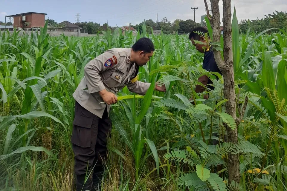 Lombok Barat, NTB – Komitmen Kepolisian Negara Republik Indonesia (Polri) dalam mendukung program ketahanan pangan nasional terus diwujudkan hingga ke tingkat desa. Di wilayah hukum Polres Lombok Barat, upaya nyata ini ditunjukkan melalui peran aktif Bhabinkamtibmas yang intensif mendampingi para petani. Salah satunya adalah kegiatan sambang yang dilakukan oleh Bhabinkamtibmas Desa Gelogor, Aipda Ahyar Haryanto, di Dusun Gelogor Selatan pada hari Rabu, 8 Oktober 2025. Sejak pukul 09.25 Wita, Aipda Ahyar Haryanto telah berada di tengah-tengah warga dan lahan pertanian, khususnya tanaman jagung, yang menjadi komoditas unggulan di daerah tersebut. Kegiatan ini tidak hanya sebatas kunjungan rutin, melainkan merupakan perwujudan sinergi antara aparat keamanan dengan masyarakat dalam menjamin ketersediaan pangan di tingkat lokal. Motivasi dan Pendampingan Langsung di Lahan Pertanian Dalam kunjungannya, Aipda Ahyar Haryanto berinteraksi langsung dengan para petani, melihat dari dekat kondisi tanaman jagung mereka, serta mendengarkan aspirasi dan kendala yang dihadapi. Kehadiran Bhabinkamtibmas di tengah areal persawahan ini memiliki nilai strategis ganda, yaitu menjaga keamanan dan ketertiban masyarakat (Kamtibmas) sekaligus memberikan motivasi dan dukungan moril dalam meningkatkan hasil panen. Petani di Dusun Gelogor Selatan menyambut baik kehadiran Aipda Ahyar Haryanto. Mereka merasa diperhatikan dan mendapatkan suntikan semangat untuk lebih giat dalam mengelola lahan. Tanaman jagung yang menjadi fokus sambang kali ini diharapkan dapat berkontribusi signifikan terhadap pasokan pangan, baik untuk kebutuhan lokal maupun nasional. Polri Dorong Peningkatan Semangat Bertani Warga Peran Bhabinkamtibmas dalam program ketahanan pangan merupakan bagian integral dari tugas tambahan Polri. Mereka berfungsi sebagai jembatan komunikasi yang efektif antara program-program pemerintah di sektor pertanian dengan implementasinya di masyarakat petani. Hal ini sejalan dengan arahan pimpinan Polri untuk menjadikan personel di lapangan sebagai motor penggerak pembangunan dan kesejahteraan masyarakat. Kepala Bagian Sumber Daya Manusia (Kabag SDM) Polres Lombok Barat, AKP Taufik Hidayat, S.H., menegaskan bahwa dukungan terhadap sektor pertanian adalah prioritas. Beliau menyoroti pentingnya peran Bhabinkamtibmas sebagai ujung tombak dalam mencapai sasaran ketahanan pangan. “Kami dari Polres Lombok Barat sangat serius mendukung program pemerintah di bidang ketahanan pangan. Kehadiran Bhabinkamtibmas seperti Aipda Ahyar Haryanto di Desa Gelogor adalah bukti nyata komitmen kami,” ujar AKP Taufik Hidayat, S.H. Beliau melanjutkan, “Kami berharap para petani di Gelogor, khususnya yang membudidayakan jagung, terus semangat dan konsisten dalam merawat tanamannya. Aipda Ahyar Haryanto bertugas untuk memotivasi mereka agar lebih giat dalam bertani, karena keberhasilan pertanian adalah fondasi utama dari ketahanan pangan daerah kita.” Kontribusi Jagung dalam Mewujudkan Swasembada Pangan Komoditas jagung memiliki peran vital sebagai salah satu penopang utama kebutuhan pangan dan pakan di Indonesia. Peningkatan produksi jagung di daerah seperti Gelogor, Lombok Barat, secara langsung akan memperkuat swasembada pangan nasional dan stabilitas harga komoditas. Melalui kegiatan sambang ini, Bhabinkamtibmas juga menyampaikan pesan-pesan yang bersifat edukatif. Selain memberikan dorongan, mereka turut mengingatkan petani mengenai pentingnya pola tanam yang efisien, penggunaan bibit unggul, serta upaya pencegahan gangguan keamanan di lahan pertanian. Kolaborasi dengan instansi terkait, seperti Penyuluh Pertanian Lapangan (PPL), akan terus diperkuat untuk memberikan bimbingan teknis yang optimal kepada warga. Dengan sinergi yang kuat antara Polri, khususnya Bhabinkamtibmas, dan seluruh elemen masyarakat petani, diharapkan Desa Gelogor dapat menjadi contoh keberhasilan dalam mewujudkan masyarakat yang mandiri secara pangan, sehat, dan sejahtera. Keaktifan Aipda Ahyar Haryanto dalam mendampingi petani menjadi cerminan bahwa aparat keamanan tidak hanya bertugas menjaga keamanan, tetapi juga menjadi mitra strategis dalam upaya meningkatkan kesejahteraan dan ketahanan pangan bangsa.