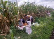 Aksi Nyata Polri Wujudkan Ketahanan Pangan dari Desa Jagaraga