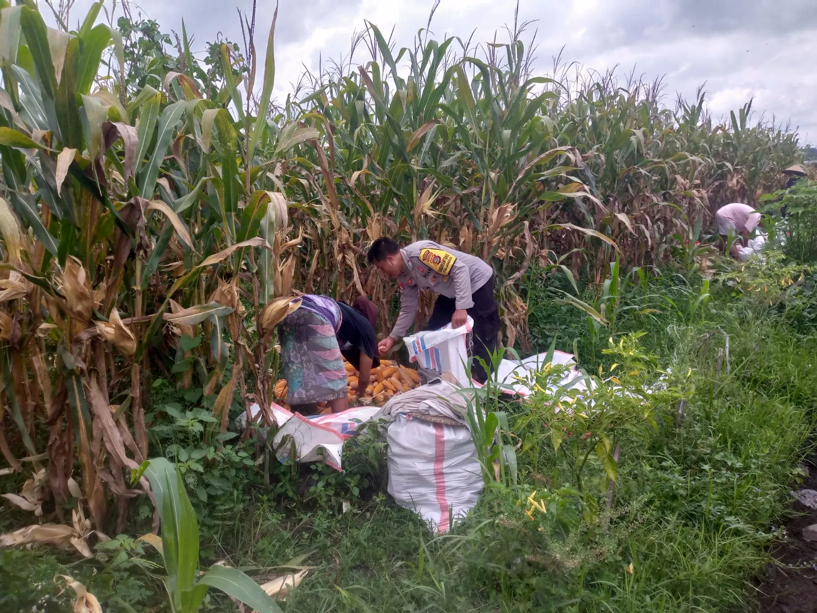 Sinergi Polri dan Warga Desa Jagaraga Bangun Kemandirian Pangan