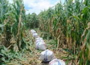 Kolaborasi Polisi dan Petani di Lombok Barat Beri Hasil Panen Melimpah