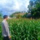Kehadiran Polisi di Ladang Jagung, Bukti Sinergi Polri dan Petani di Lombok Barat