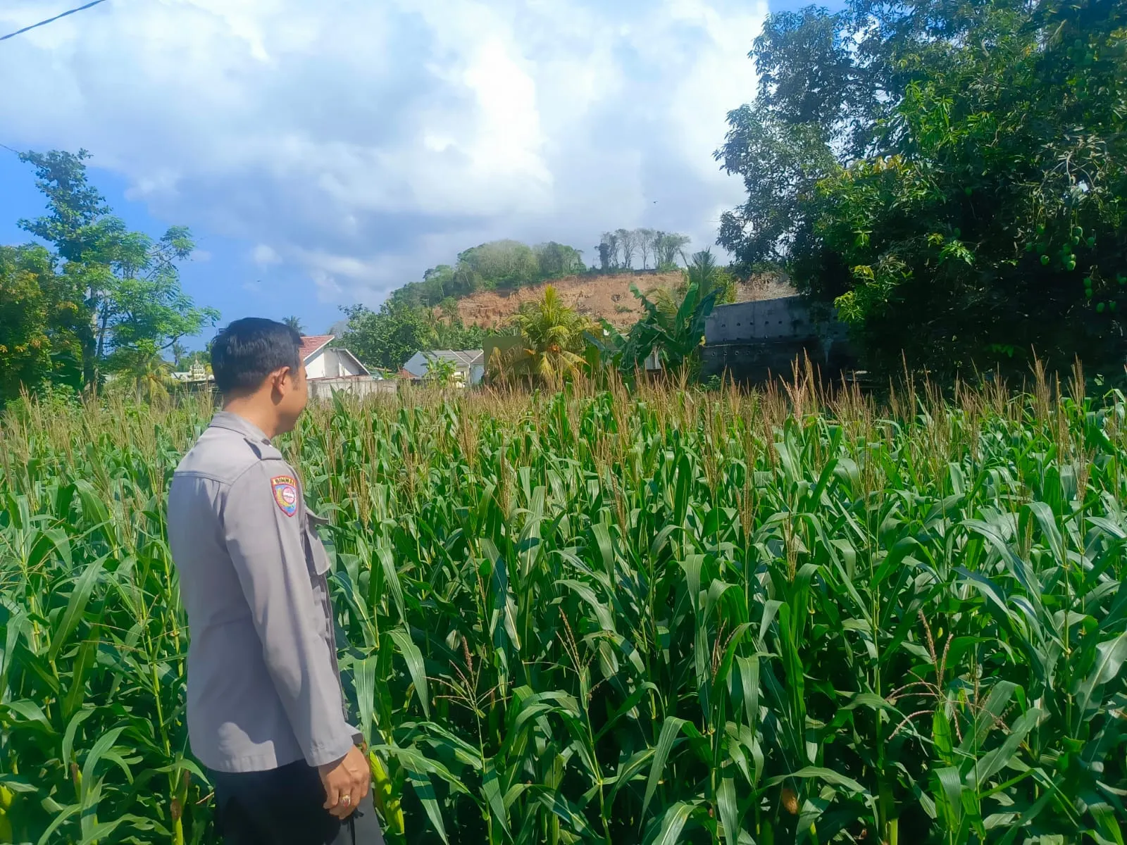 Kehadiran Polisi di Ladang Jagung, Bukti Sinergi Polri dan Petani di Lombok Barat