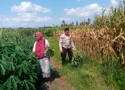 Polisi Turun ke Sawah, Wujud Nyata Ketahanan Pangan di Lombok Barat