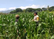 Sinergi Polri dan Petani, Lombok Barat Kuatkan Swasembada Pangan