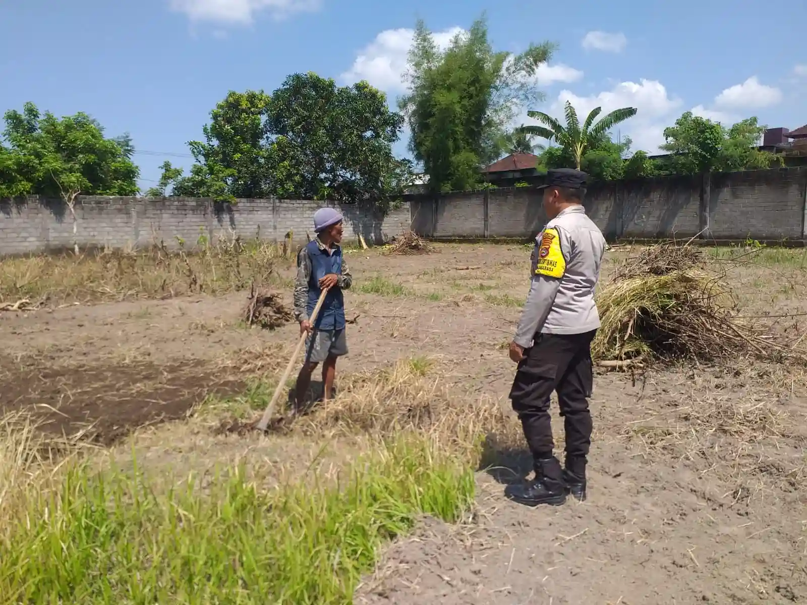 Lombok Barat, NTB – Dalam upaya konkret mendukung Program Ketahanan Pangan Nasional, Bhabinkamtibmas Desa Jagaraga, AIPTU I Gede Dodit, melaksanakan kunjungan dan dialog langsung dengan petani di Dusun Lamper. Kegiatan yang berlangsung pada hari Sabtu, 18 Oktober 2025, pukul 11.00 WITA hingga selesai, ini bertujuan mendorong pemanfaatan lahan produktif secara maksimal oleh warga binaan, baik untuk bercocok tanam maupun beternak atau perikanan. Inisiatif ini merupakan wujud nyata sinergi Polri dan masyarakat dalam menjaga ketersediaan pangan di tingkat lokal. Peran Aktif Polri dalam Mendukung Kemandirian Pangan Daerah Kunjungan Bhabinkamtibmas AIPTU I Gede Dodit di Dusun Lamper difokuskan kepada Bapak Ahmad, salah seorang petani setempat yang memiliki lahan produktif. Dalam pertemuan yang berlangsung hangat dan penuh kekeluargaan, AIPTU I Gede Dodit menyampaikan pentingnya peran aktif masyarakat, terutama para petani dan peternak, dalam menghadapi tantangan ketahanan pangan global. Ia mengajak warga untuk tidak hanya mengandalkan hasil panen utama, tetapi juga memanfaatkan pekarangan rumah atau lahan tidur untuk menanam komoditas pangan cepat panen seperti sayur-sayuran, sebagai bentuk diversifikasi dan cadangan pangan keluarga. Kapolsek Kuripan, Polres Lombok Barat, Polda NTB, Ipda I Wayan Eka Ariyana, S.H., menegaskan bahwa kegiatan ini adalah bagian dari instruksi pimpinan Polri untuk secara masif mengawal dan mendukung program pemerintah. "Peran Bhabinkamtibmas sangat strategis sebagai ujung tombak Polri di desa. Mereka tidak hanya menjaga kamtibmas, tetapi juga menjadi motivator dan penggerak ekonomi kerakyatan, khususnya di sektor pertanian. Kami terus mendorong anggota kami untuk terjun langsung, memastikan warga binaan teredukasi dan tergerak untuk memanfaatkan setiap jengkal lahan yang ada," ujar Ipda I Wayan Eka Ariyana, S.H. Menggali Potensi Lokal Melalui Pemanfaatan Lahan Produktif Inti dari kunjungan tersebut adalah memotivasi Bapak Ahmad dan warga lainnya agar lebih optimal dalam memanfaatkan lahan. AIPTU I Gede Dodit memberikan pemahaman bahwa ketahanan pangan dimulai dari tingkat rumah tangga dan desa. Dengan menanam sayur-sayuran di lahan milik sendiri, warga dapat mengurangi ketergantungan pada pasar, memastikan ketersediaan pangan yang sehat, sekaligus berpotensi meningkatkan pendapatan keluarga. "Saya berdialog dengan Bapak Ahmad, menjelaskan bahwa program ketahanan pangan ini bukan hanya tanggung jawab pemerintah semata, melainkan tanggung jawab kita bersama. Dengan memanfaatkan lahan seoptimal mungkin, kita tidak hanya menjamin ketersediaan pangan keluarga, tapi juga ikut berkontribusi pada ketahanan pangan nasional," kata AIPTU I Gede Dodit. Ia menambahkan, pihaknya siap membantu memfasilitasi komunikasi dengan instansi terkait jika warga membutuhkan bimbingan teknis lebih lanjut mengenai pertanian atau peternakan. Sambutan Positif Warga dan Komitmen Mendukung Program Pemerintah Sambutan dari Bapak Ahmad, petani yang menjadi sasaran kunjungan, menunjukkan antusiasme tinggi terhadap inisiatif ini. Bapak Ahmad menyatakan kesediaannya untuk mendukung program pemerintah dengan mulai menanam berbagai jenis sayur-sayuran di tanah miliknya yang terletak di Dusun Lamper, Desa Jagaraga. "Kami menyambut baik kunjungan dari Bapak Bhabinkamtibmas. Ini sangat memotivasi kami para petani. Kami siap mendukung program ketahanan pangan ini. Kebetulan kami punya lahan, dan arahan dari Bapak Dodit untuk menanam sayur-sayuran sangat masuk akal untuk cadangan pangan keluarga kami. Kami akan segera memulainya," tutur Bapak Ahmad dengan semangat. Hasil dari kegiatan ini tidak hanya terhenti pada komitmen menanam sayuran, tetapi juga berhasil menjalin dan memperkuat tali silaturahmi serta komunikasi yang baik antara Polri dan warga binaan. Komunikasi yang intensif dan berkelanjutan seperti ini sangat penting untuk memastikan program-program pemerintah dapat berjalan lancar dan tepat sasaran di tingkat desa. Secara keseluruhan, kegiatan Bhabinkamtibmas Desa Jagaraga AIPTU I Gede Dodit di Dusun Lamper ini berjalan lancar. Situasi di lokasi terpantau aman dan kondusif, mencerminkan sinergi yang harmonis antara aparat keamanan dan masyarakat. Upaya ini menjadi salah satu pilar penting dalam mewujudkan kemandirian pangan yang berkelanjutan di wilayah Kabupaten Lombok Barat, sekaligus mengukuhkan citra Polri sebagai pengayom dan mitra produktif bagi masyarakat. Keberhasilan ini diharapkan dapat menjadi contoh inspiratif bagi desa-desa lain untuk turut serta aktif dalam program penguatan ketahanan pangan nasional.