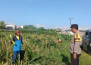 Sinergi Polri dan Dinas Pertanian Bangun Ketahanan Pangan di Lombok Barat