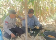 Harga Beras di Gerung Masih Stabil, Polres Lobar Turun Cek Lapangan