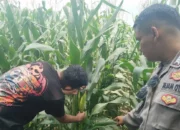Petani di Kuranji Dalang Tak Alami Kendala Pupuk, Polsek Labuapi Apresiasi