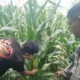 Bhabinkamtibmas Turun ke Sawah, Petani Lombok Barat Kian Semangat
