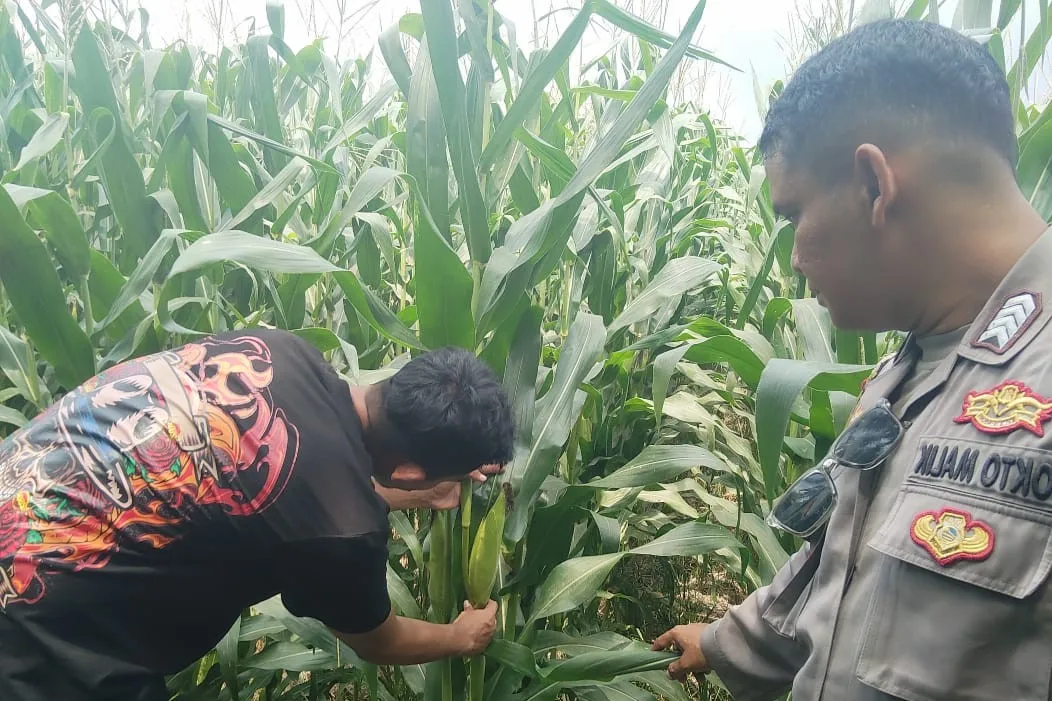 Bhabinkamtibmas Turun ke Sawah, Petani Lombok Barat Kian Semangat