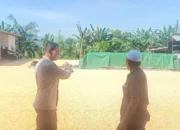 Jagung Babussalam Jadi Penopang Pakan Ternak di Lombok dan Bali
