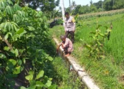 Polri dan Petani Bersatu, Ketahanan Pangan di Kuripan Menguat