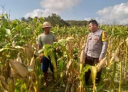 Ketahanan Pangan di Kuripan: Polri Turun Langsung Dampingi Petani